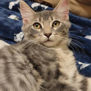 Oboe -  Domestic Medium Hair Cat for Adoption in Milan, Illinois - Oboe | PetCurious