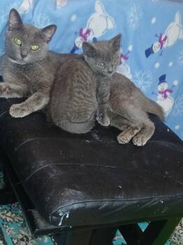 Nester -  Domestic Short Hair Cat for Adoption in Chicago, Illinois - Nester | PetCurious