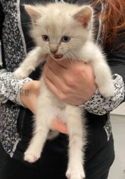 Domestic Short Hair Cats Available for Adoption - Abby | PetCurious