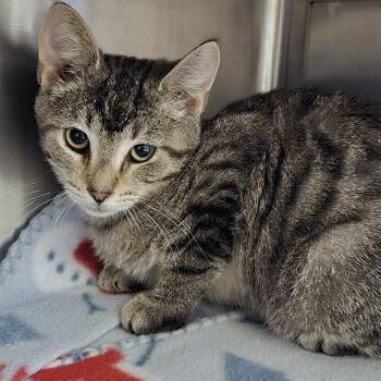 Pinecone -  Domestic Short Hair Cat for Adoption in Watertown, Wisconsin - Pinecone | PetCurious