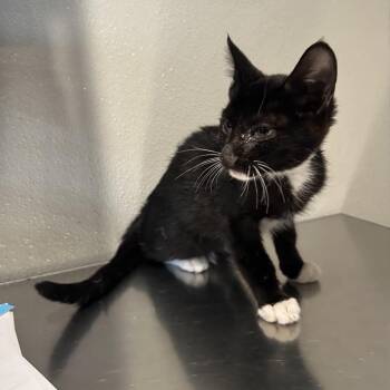 IVHS-Stray-142764 -  Domestic Short Hair Cat for Adoption in San Gabriel, California - IVHS-Stray-142764 | PetCurious