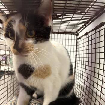Domestic Short Hair Cats Available for Adoption in Des Moines, Iowa - Lentil | PetCurious