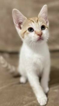 Rescue Domestic Short Hair Cats for Adoption in Chicago, Illinois - Bakerloo | PetCurious