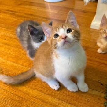 Domestic Short Hair Cats Available for Adoption in Plainfield, Illinois - Quincy | PetCurious