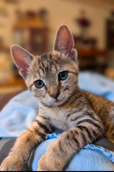 Pistachio -  Domestic Short Hair Cat for Adoption in Bentonville, Arkansas - Pistachio | PetCurious