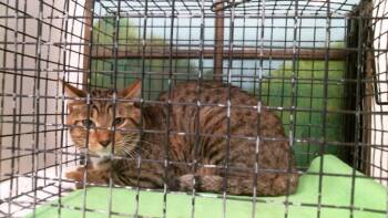 LUCA -  Domestic Short Hair Cat for Adoption in Houston, Texas - LUCA | PetCurious