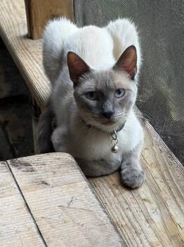 Bahbi -  Siamese Cat for Adoption in New Braunfels, Texas - Bahbi | PetCurious