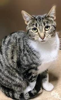 Rescue Domestic Short Hair Cats for Adoption in Monticello, Minnesota - Spurpuss | PetCurious