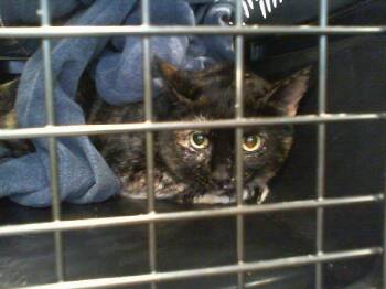 Domestic Short Hair Cats Available for Adoption in Charlotte, North Carolina - OAKLEY | PetCurious