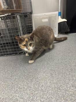 Domestic Short Hair Cats Available for Adoption in Sevierville, Tennessee - Boba Tea | PetCurious