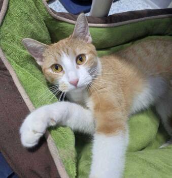 Domestic Short Hair Cats Available for Adoption - Fushi | PetCurious