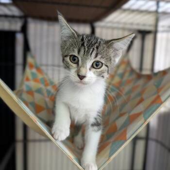 Bellatrix -  Domestic Short Hair Cat for Adoption in Cape Girardeau, Missouri - Bellatrix | PetCurious