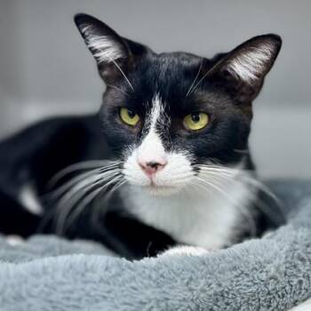 Domestic Short Hair Cats Available for Adoption - Camillo | PetCurious