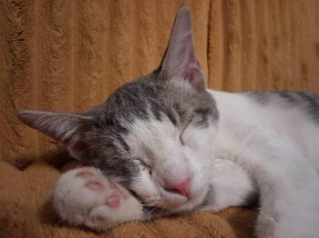 Lightning and Bowie -  Domestic Short Hair Cat for Adoption in Logan, Utah - Lightning And Bowie | PetCurious