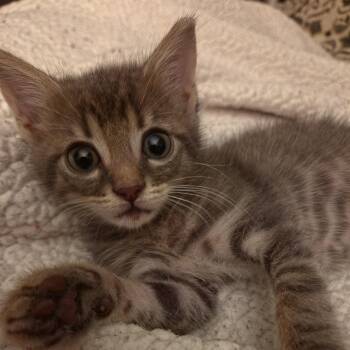 Timber -  American Shorthair Cat for Adoption in Auburn, Georgia - Timber | PetCurious
