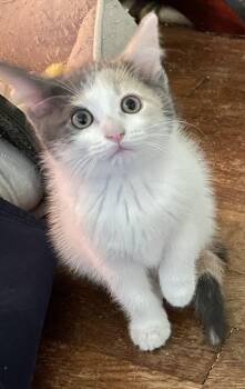 Domestic Medium Hair Cats Available for Adoption in Jefferson Hills, Pennsylvania - Freya | PetCurious