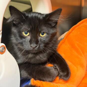Thompson -  Domestic Short Hair Cat for Adoption in Mankato, Minnesota - Thompson | PetCurious
