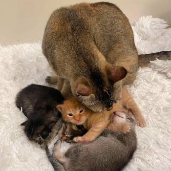 Gabby -  Domestic Short Hair Cat Available for Adoption in Ferndale, Washington - Gabby | PetCurious
