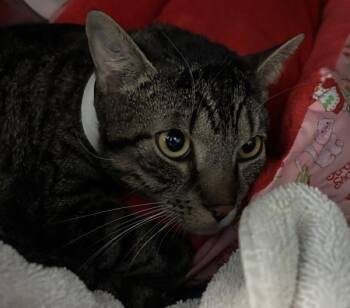 Juju -  Domestic Short Hair Cat for Adoption - Juju | PetCurious