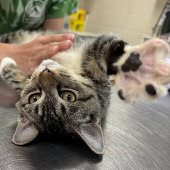 Rescue Domestic Short Hair Cats for Adoption in Middleburg, Florida - Rueben 28137 | PetCurious