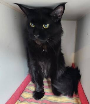 Opal -  Maine Coon Cat Available for Adoption in Walnutport, Pennsylvania - Opal | PetCurious
