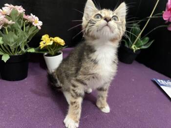Penelope -  Tabby and Domestic Short Hair Cat for Adoption in Fayetteville, Georgia - Penelope | PetCurious
