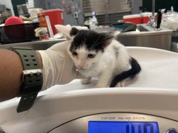 A1931296 -  Domestic Short Hair Cat for Adoption in Thousand Palms, California - A1931296 | PetCurious