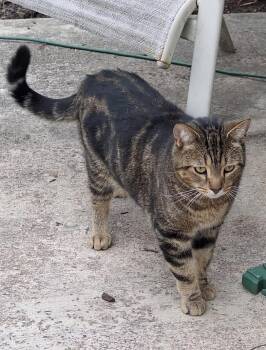 George -  Domestic Short Hair Cat for Adoption in Seven Valleys, Pennsylvania - George | PetCurious