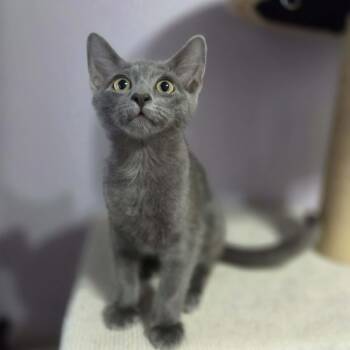 ZIGGY -  Domestic Short Hair Cat for Adoption in Loveland, Colorado - ZIGGY | PetCurious