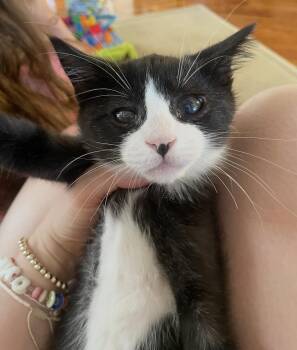 Rollie -  Domestic Short Hair Cat for Adoption - Rollie | PetCurious