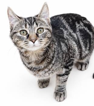 Millie is a mushball - super swirly super sweet - VIDEO - OLD EN -  Bengal and Tabby Cat for Adoption in Bedford Hills, New York - Millie Is A Mushball - Super Swirly Super Sweet - VIDEO - OLD EN | PetCurious