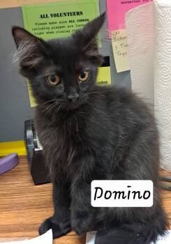 Domino: DLH/DMH (FCID# 07/08/2026 - 1 Brandywine -  Domestic Long Hair Cat for Adoption in Greenville, Delaware - Domino: DLH/DMH (FCID# 07/08/2026 - 1 Brandywine | PetCurious