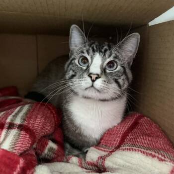 Domestic Short Hair and Siamese Cats Available for Adoption - Eugene | PetCurious