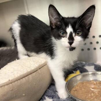 Silvermist -  Domestic Short Hair Cat for Adoption in Clavet, Saskatchewan - Silvermist | PetCurious