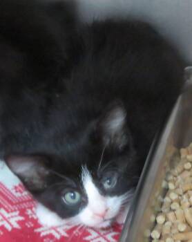Christ -  Domestic Short Hair Cat for Adoption in Lexington, Virginia - Christ | PetCurious