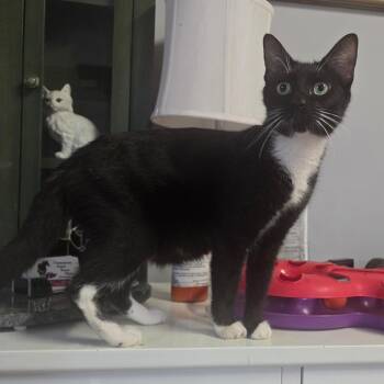 Domestic Short Hair Cats Available for Adoption in Wappingers Falls, New York - Lola | PetCurious