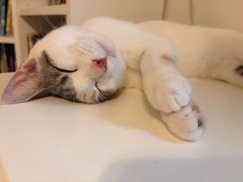 Rescue Domestic Short Hair Cats for Adoption - Cali 0425 RL | PetCurious