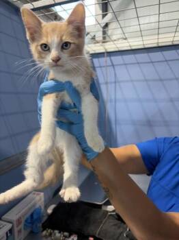ORANGE CRUSH -  Domestic Short Hair Cat for Adoption in San Bernardino, California - ORANGE CRUSH | PetCurious