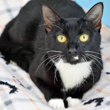 Milo -  Domestic Short Hair Cat for Adoption in Sanford, Florida - Milo | PetCurious