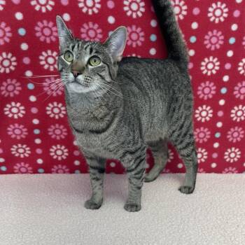 McDouble -  Domestic Short Hair Cat for Adoption in Benld, Illinois - McDouble | PetCurious