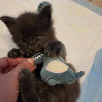 Ramsey -  Maine Coon Cat for Adoption in Nashville, Tennessee - Ramsey | PetCurious