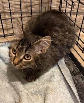 Domestic Short Hair Cats Available for Adoption - Olli | PetCurious