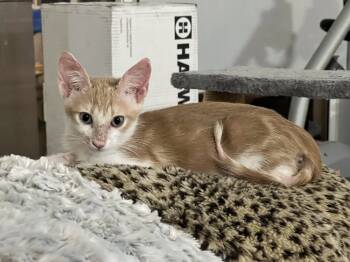 Rescue Domestic Short Hair Cats for Adoption in West Palm Beach, Florida - Ben | PetCurious