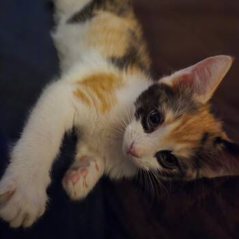 Amaretto -  Domestic Short Hair Cat for Adoption in Richmond, Virginia - Amaretto | PetCurious