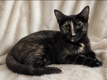 Essie -  Tortoiseshell Cat for Adoption in Chandler, Arizona - Essie | PetCurious