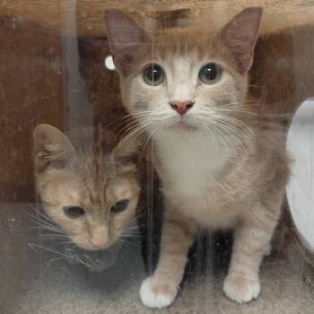 Rescue Domestic Short Hair Cats for Adoption in Philadelphia, Pennsylvania - Chakri | PetCurious