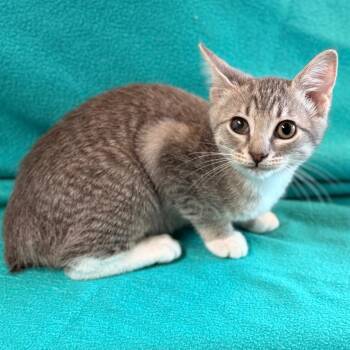 Pippa -  Domestic Short Hair Cat for Adoption in Cumming, Georgia - Pippa | PetCurious