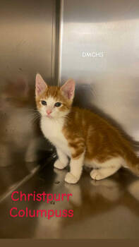 Rescue Domestic Short Hair Cats for Adoption in Burlington, Iowa - Christpurr Columpuss | PetCurious