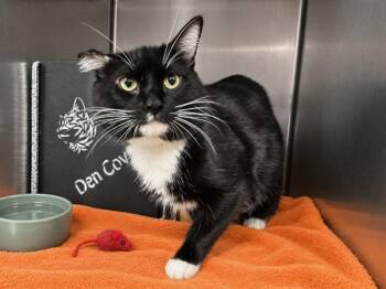 Onyx Blaze -  Domestic Short Hair Cat for Adoption in New York, New York - Onyx Blaze | PetCurious