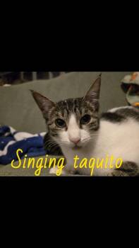 Domestic Short Hair Cats Available for Adoption - Singing Taquito 0763 | PetCurious